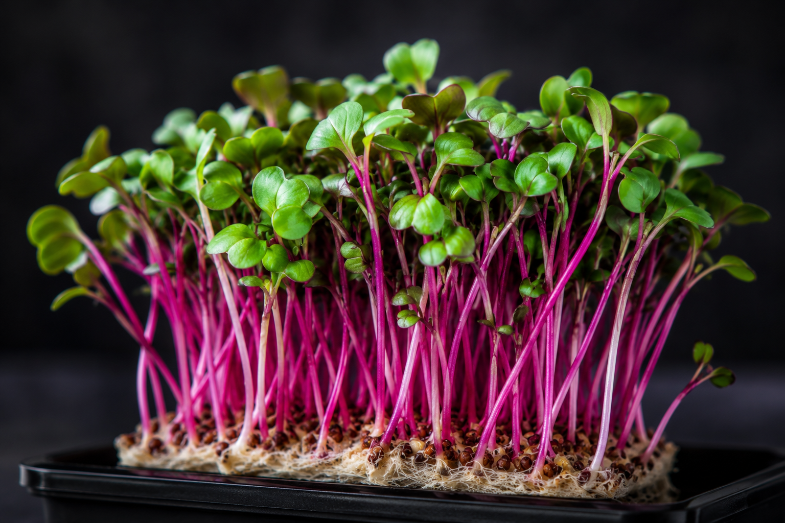 Radish microgreens with vivid magenta stems in a tray