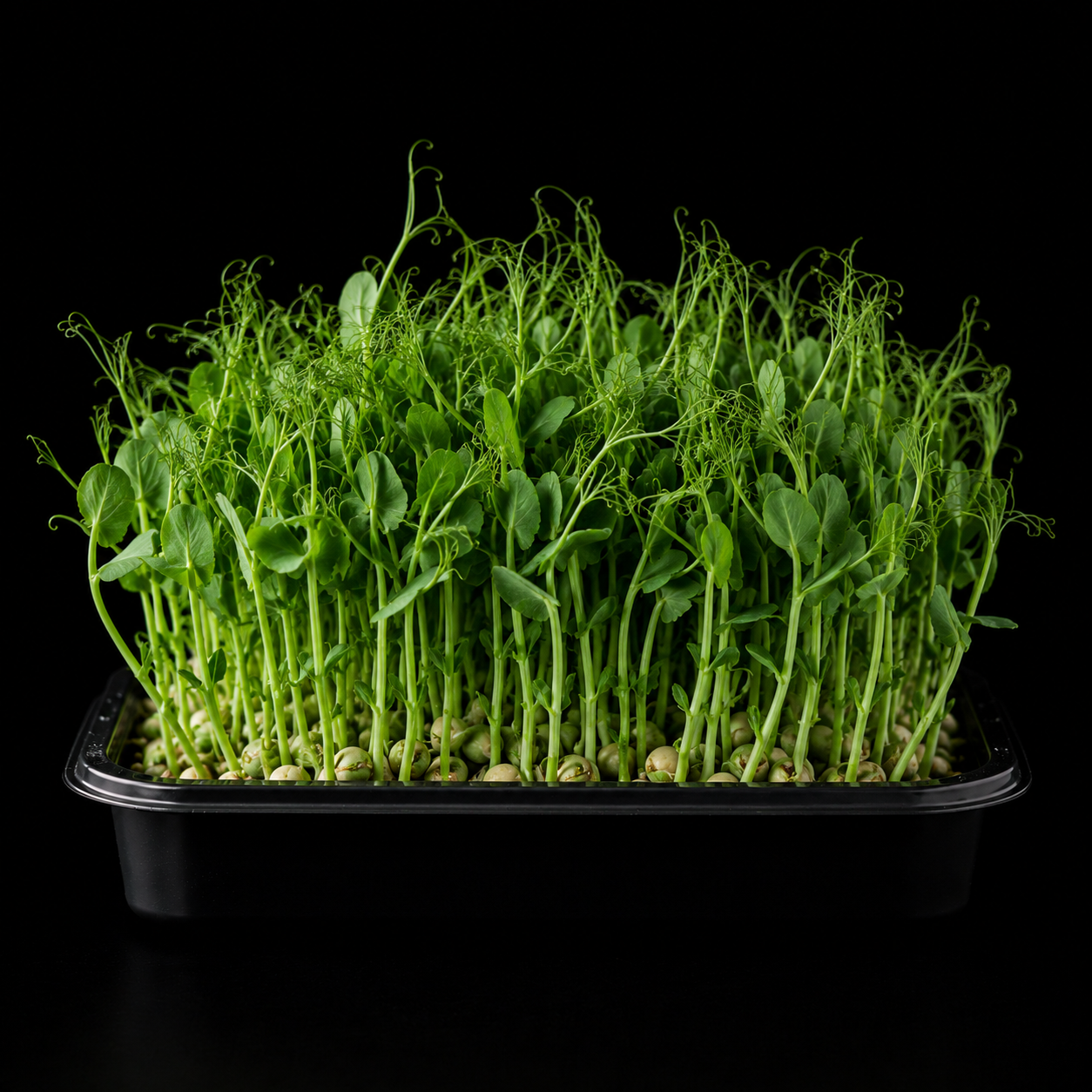 Pea shoots with curly tendrils growing in a black tray