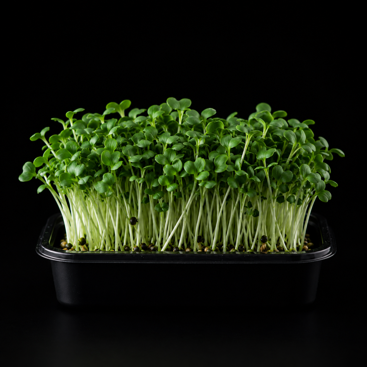 Broccoli microgreens growing densely in a black tray