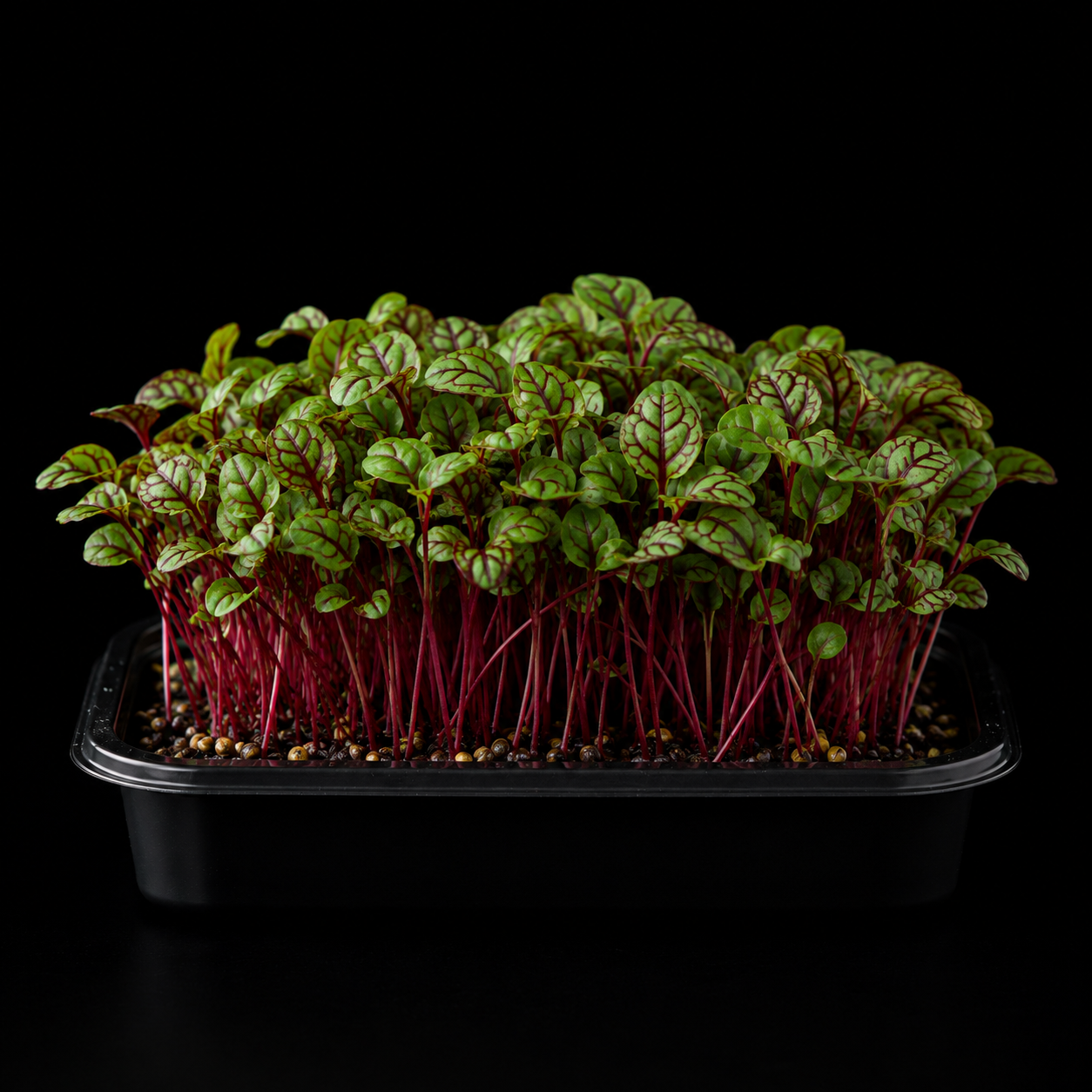 Red sorrel microgreens with green leaves and red veining in a tray