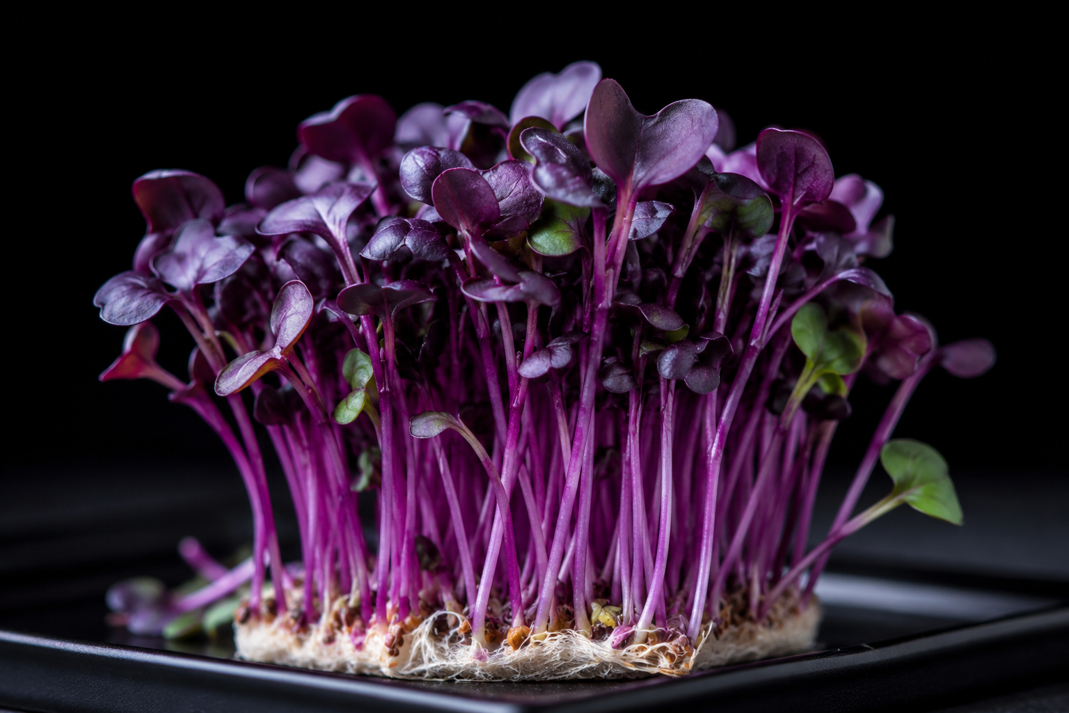 Red cabbage microgreens with rich purple leaves in a tray