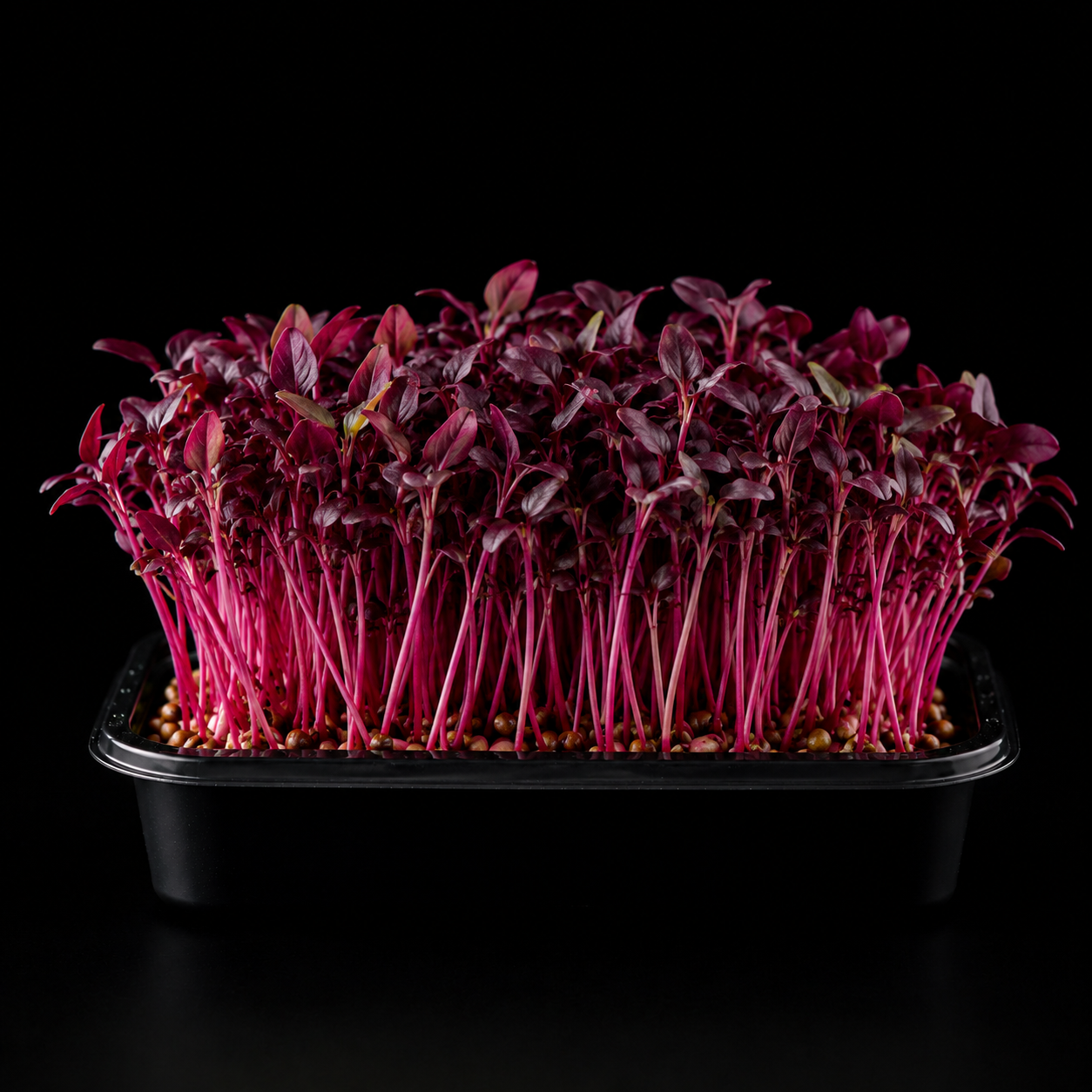 Amaranth microgreens with bright magenta stems growing in a tray